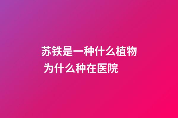 苏铁是一种什么植物 为什么种在医院